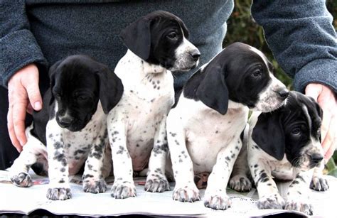 pointer puppies ross  wye herefordshire petshomes pointer puppies english pointer