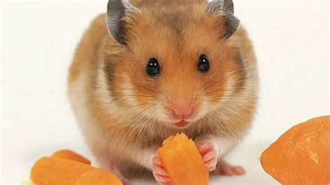 Golden Hamster Information And Tips For Caring For One