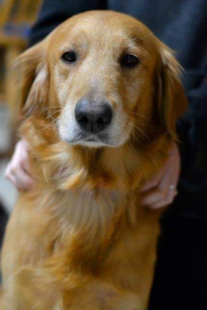 Even though michele's rescue takes in all breed dogs, you might be able to find a golden retriever to adopt. Golden Retriever Puppies For Sale | Mayville, MI #180127