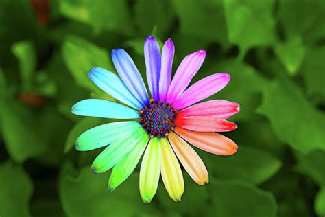 Rainbow Flower Photograph By Sean Davey Fine Art America