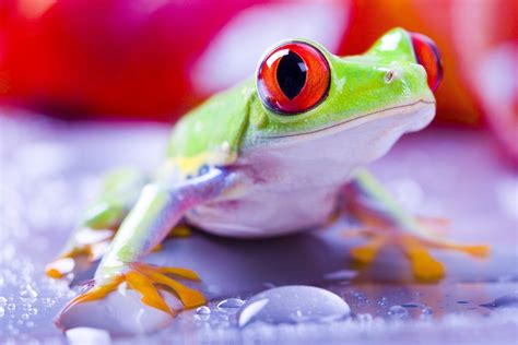Red Eyed Tree Frogs Frog Wallpapers Hd Desktop And Mobile Backgrounds