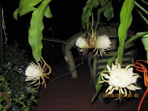 My Night Blooming Cereus Had 7 Flowers In One Night Beautiful Flower