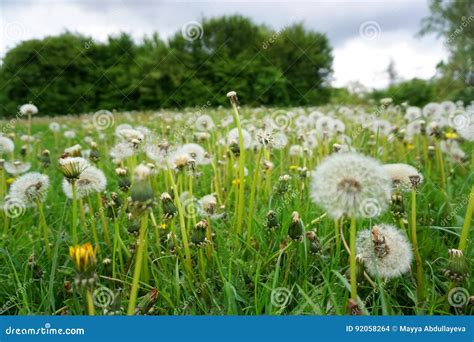 Green Meadow With White Dandelions Stock Photo Image Of Green