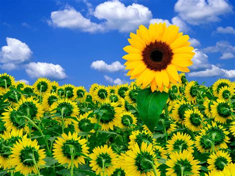 Check spelling or type a new query. A Little Sunshine To Brighten Your Day - Flowers And ...