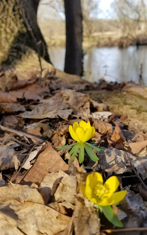 Plan your flower beds and garden. The first flowers of spring : MostBeautiful