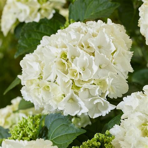 Buy Mophead Hydrangea Hydrangea Macrophylla White Delivery By