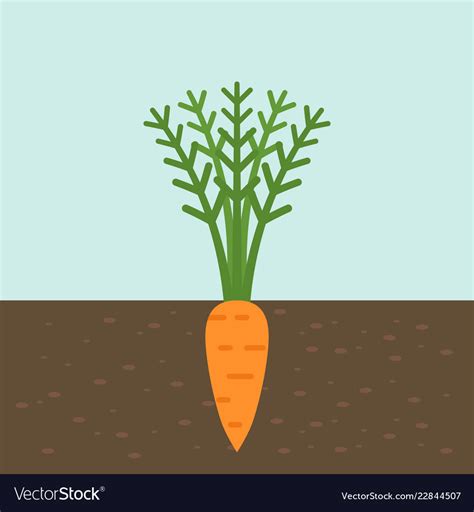 Carrot Vegetable With Root In Soil Texture Flat Vector Image