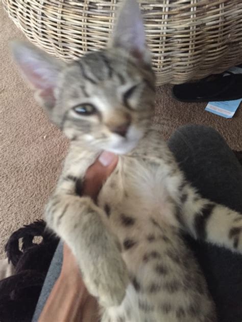 Our goal is to help you find the right fur baby and match for your family and home. I Think I Have a Savannah Cat