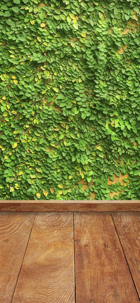 Green Wall Ivy Floorboards Wallpapersc Iphone Xs Max