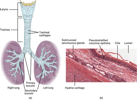 Organs And Structures Of The Respiratory System Anatomy And Physiology