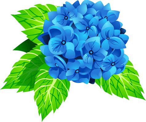 Hydrangea Flower Clipart Free Download Transparent Png Creazilla