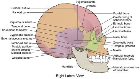 Nasals & laterals ­ uw phonetics/sociolinguistics lab wiki. The Skull | Anatomy and Physiology I