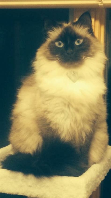 Ragdoll kittens for adoption 1.0 apk description. Adopt Mitsy A White (Mostly) Ragdoll / Mixed Cat In ...