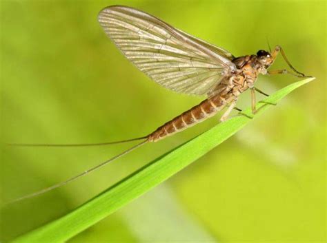 Eintagsfliege Carpe Diem Aber wirklich nur den einen