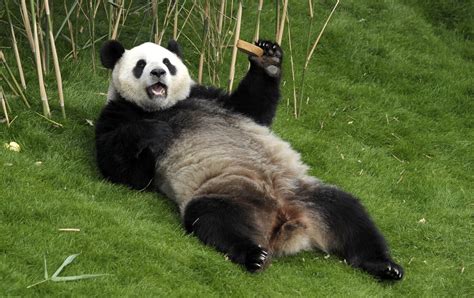 Panda Facts 20 Interesting Facts About Giant Pandas