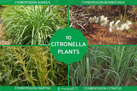 10 Types Of Citronella Plants Citronella Species With Photos