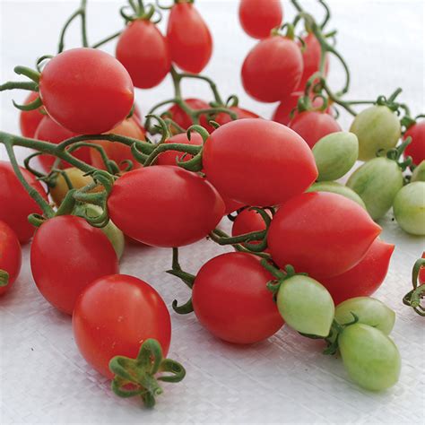 Cream Of The Crop Pink Champagne Tomato Hybrid Cherry Tomato Seeds
