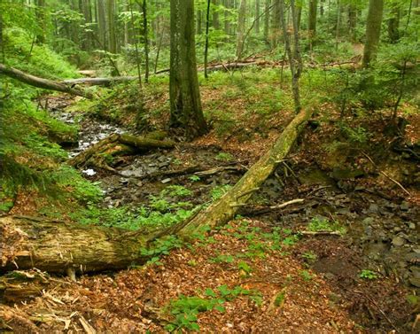 Ancient And Primeval Beech Forests Of The Carpathians And Europe Travel