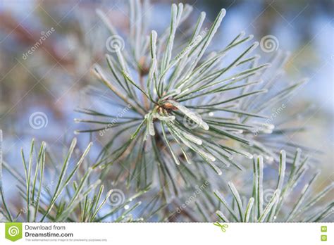Glittering And Translucent Crystal Branches Stock Photo Image Of