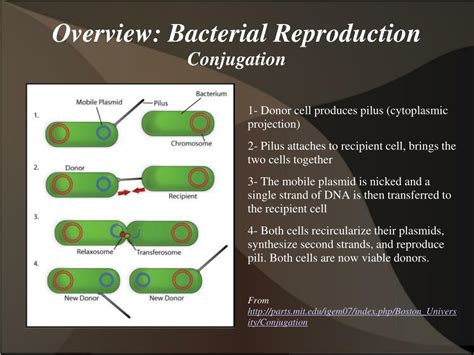 Ppt Reproduction Of Microorganisms Powerpoint Presentation Free