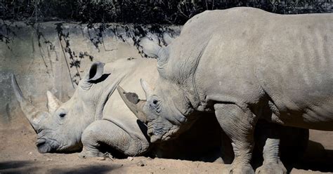 1000 Rhinos Poached In South Africa In 2013 Worst Year On Record