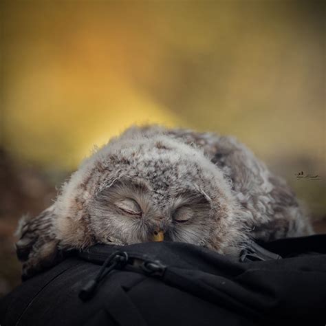 Sleeping like a great grampus. People Are Finding Out That Some Owls Sleep With Their ...