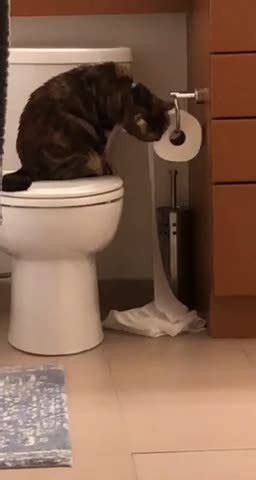 Naughty Cat Unrolls Toilet Paper With Their Paw Jukin Licensing