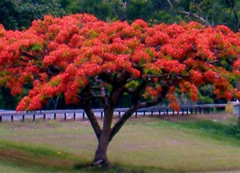 Panoramio Photo Of Majestic Flamboyant Tree In Bloom Cayey Pr