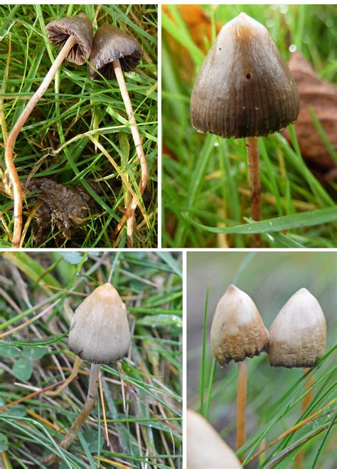 The notorious Magic Mushroom - The Mushroom Diary - UK Wild Mushroom ...