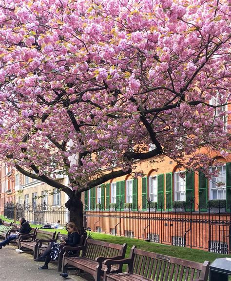 The Ultimate London Blossoms Guide With Free Downloadable Maps And The