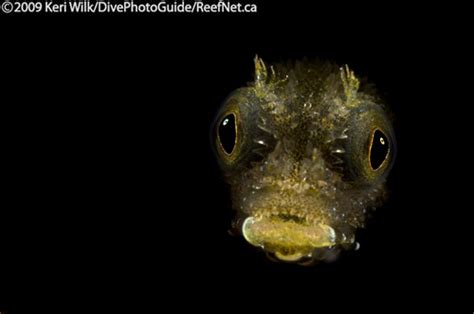 Super Macro Underwater Photography The Definitive Guide Part 4