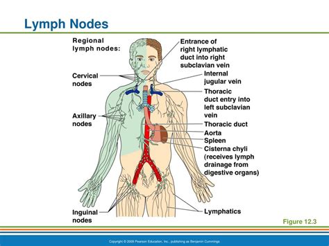 Ppt The Lymphatic System And Body Defenses Powerpoint Presentation