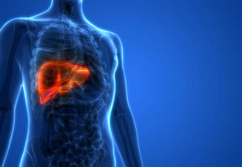 Human Liver Repaired Using Lab Grown Cells Uk Healthcare News