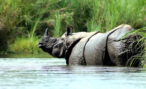 Rhino Population Climbs In Nepal Thanks To Collaboration Conservation