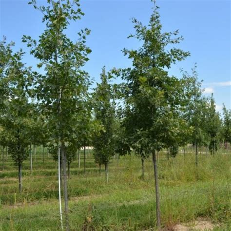 Northern Pin Oak Tree Quercus Ellipsoidalis Mckay Nursery