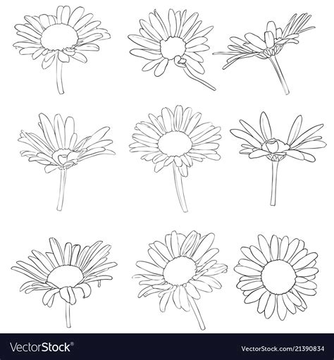 Set Of Drawing Daisy Flowers Royalty Free Vector Image