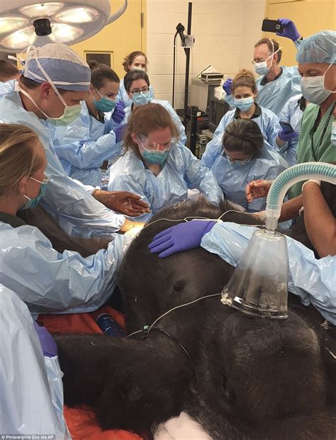 Gorilla Gives Birth With Help From Human Obgyn Doctors Daily Mail Online