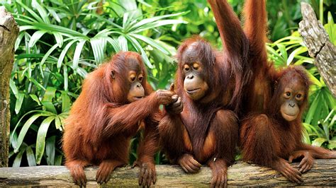Cute Orangutans Hd Wallpaper Background Image
