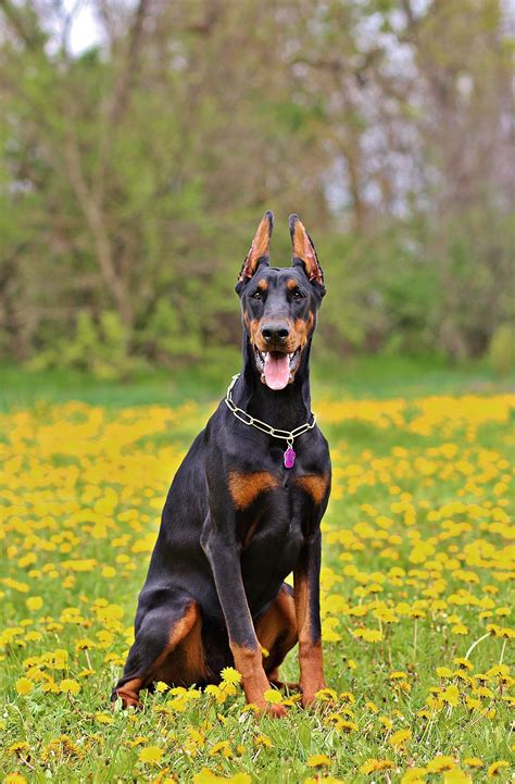 Free Images : nature, grass, vertebrate, dog breed, doberman, guard dog