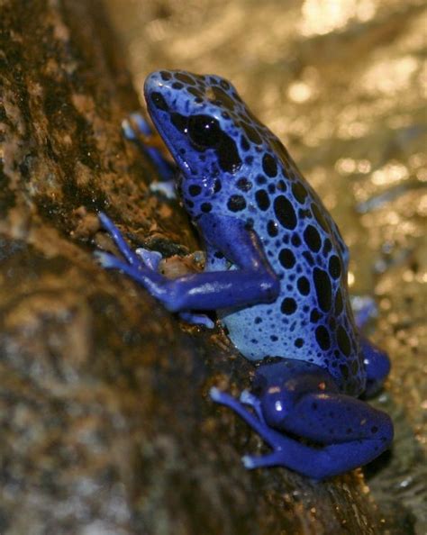 Reptiles And Amphibians Blue Poison Dart Frog Their Habitats Extend