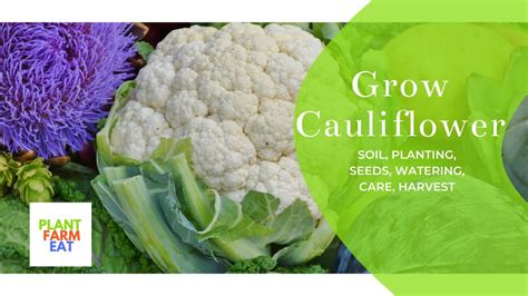 How To Plant And Grow Cauliflower From Seeds To Harvest Youtube