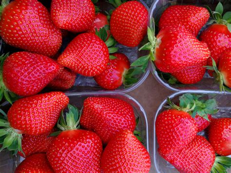 Truskawki już po owocowaniu, więc warto pomysleć o ich przycięciu lub przygotowaniu nowych sadzonek. Sibilla | Truskawki