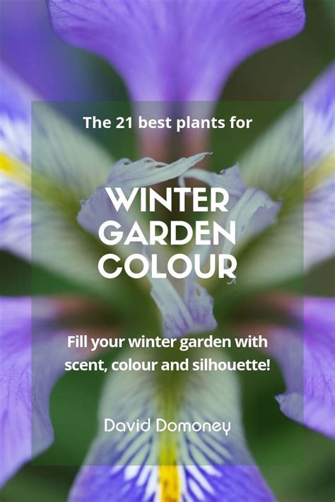 The Best Plants For Winter Garden Colour David Domoney Winter Garden