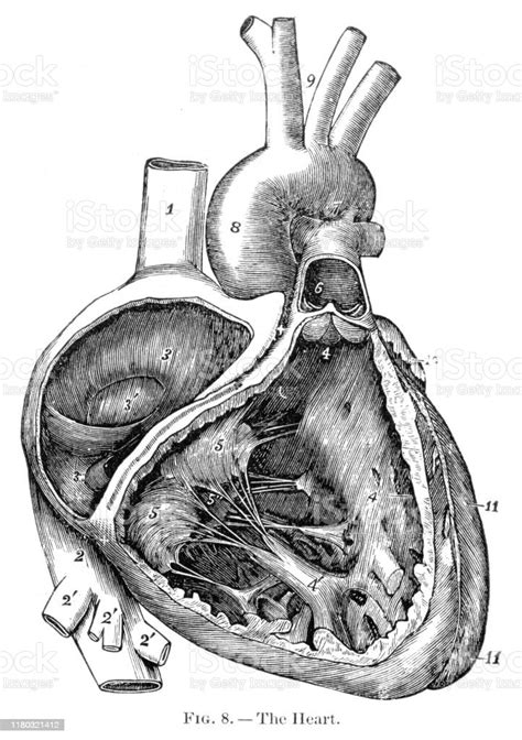 Vetores De Anatomia Do Coração Humano Gravura 1886 E Mais Imagens De