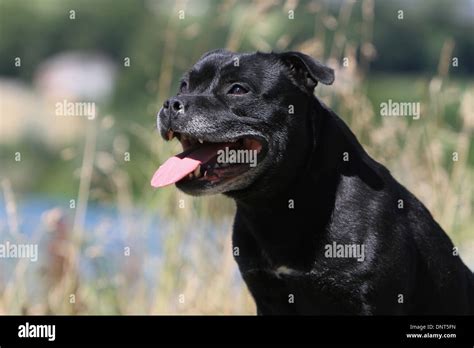 Dog Staffordshire Bull Terrier Staffie Adult Portrait Stock Photo Alamy