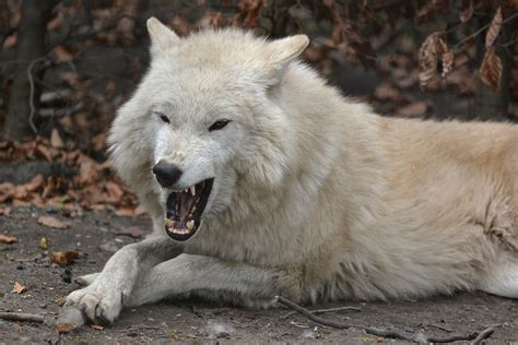 Hudson Bay Wolf Hudson Bay Wolf Canis Lupus Hudsonicus A Flickr