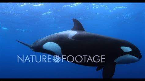 Orca Killer Whale 4k Video Watch In 4k Youtube