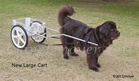Custom Dog Carts Manufacturing And Selling The Finest Dog Carts For