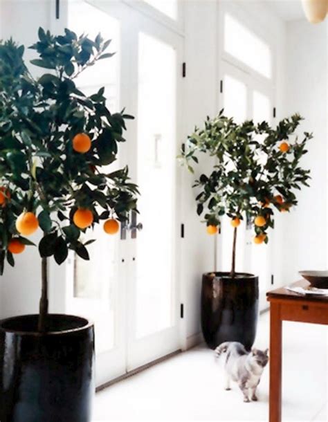 Tips On How To Grow Orange In Container Indoor Lemon Tree Indoor