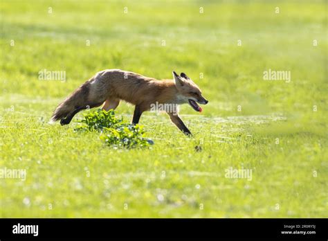 Red Fox Hunting Canada Goose Stock Photo Alamy